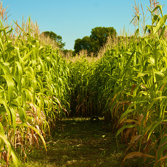 corn maze